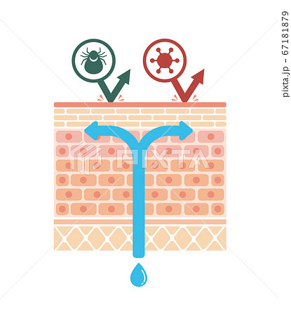 健康な皮膚 正常なバリア機能 断面図イラスト 文字なし のイラスト素材