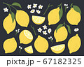 Set of whole, cut in half, sliced on pieces fresh lemons . Citrus fruit collection with lemon peel, flowers and leaves in hand drawn style. Vector illustration isolated on black background. 67182325