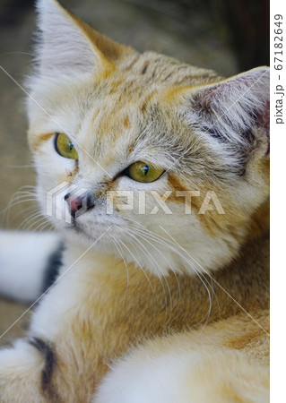 スナネコ スナネコ 67182649