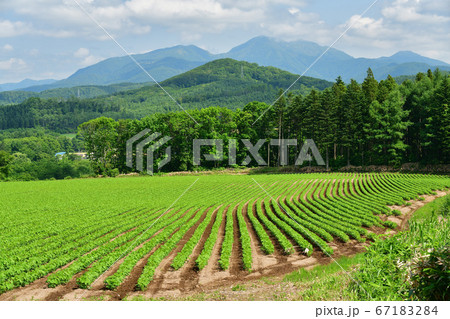 北海道厚沢部町で青々と茂ってきた大豆畑の夏の風景を撮影 67183284