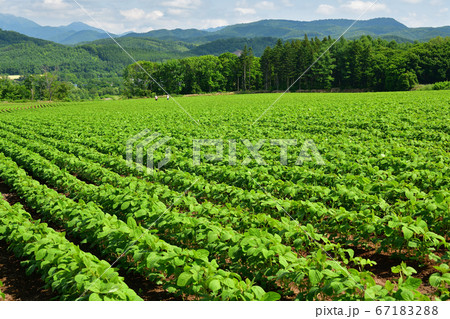 北海道厚沢部町で青々と茂ってきた大豆畑の夏の風景を撮影 67183288