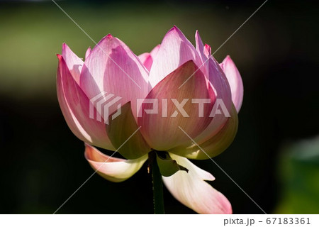蓮の花 67183361