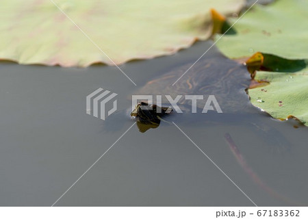 ミドリガメ 67183362