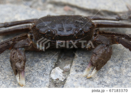 モクズガニ 67183370