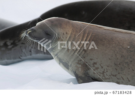 カニクイアザラシの写真素材 カニクイアザラシの写真素材