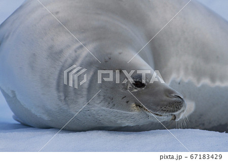 カニクイアザラシの写真素材 カニクイアザラシの写真素材