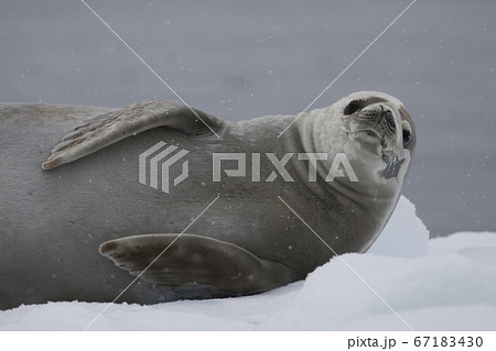 カニクイアザラシの写真素材 カニクイアザラシの写真素材