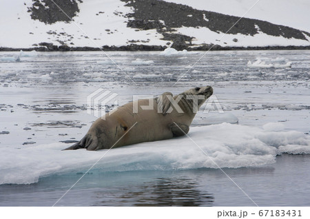 カニクイアザラシ カニクイアザラシ 67183431