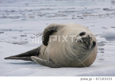 カニクイアザラシ 67183433