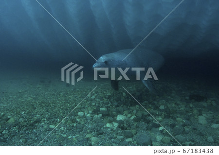 カニクイアザラシ 67183438