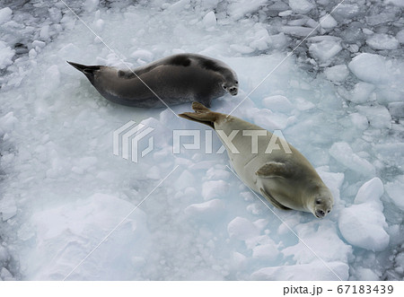 カニクイアザラシ 67183439