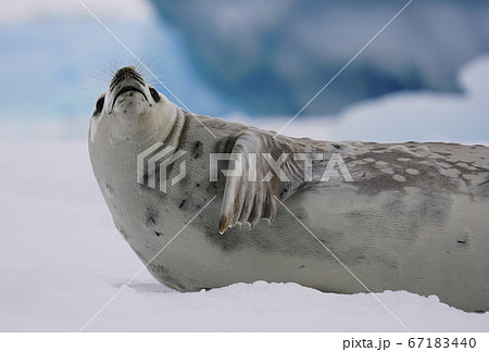 カニクイアザラシの写真素材 カニクイアザラシの写真素材