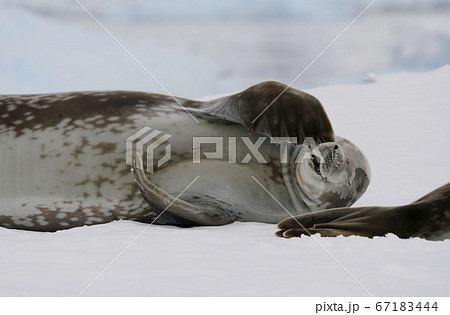 カニクイアザラシの写真素材 カニクイアザラシの写真素材