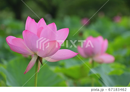 蓮の花 67183462
