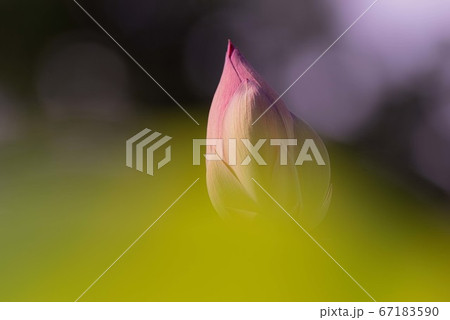 蓮の花　　つぼみ 67183590