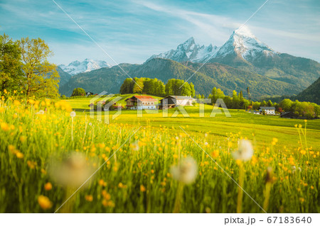 Idyllic landscape in the Alps with blooming meadows at sunset Idyllic landscape in the Alps with blooming meadows at sunset 67183640