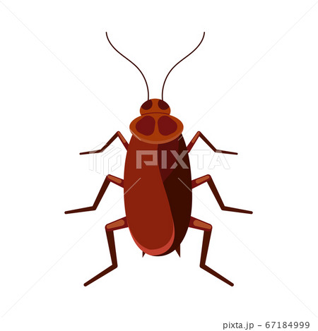 Cockroach vector icon isolated on white...のイラスト素材 [67184999] - PIXTA