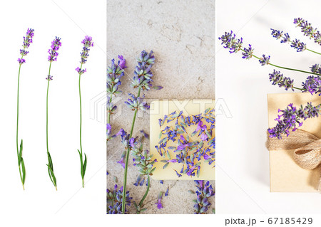 Lavender flowers and natural soap for bodycare on concrete background. Lavender flowers and natural soap for bodycare on concrete background. 67185429