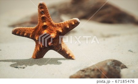 red starfish on ocean beach with golden sand red starfish on ocean beach with golden sand 67185476
