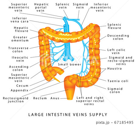 Abdominal Veins 67185495