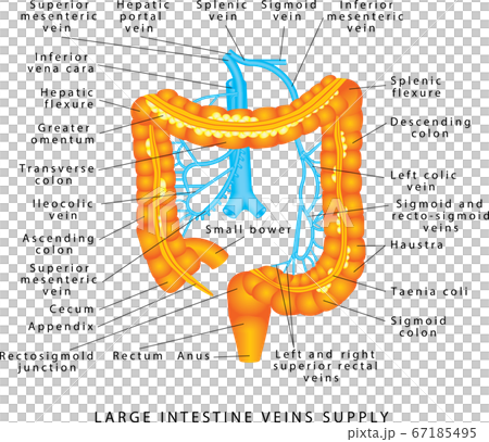 Abdominal Veins 67185495