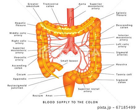 Abdominal Arteries 67185499