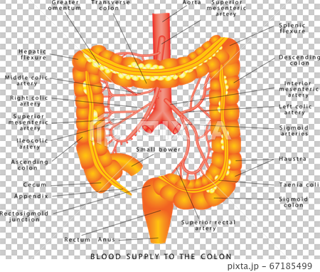 Abdominal Arteries 67185499