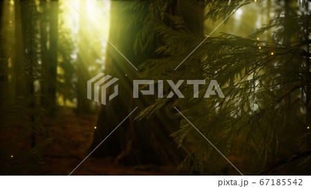 firefly in misty forest with fog firefly in misty forest with fog 67185542