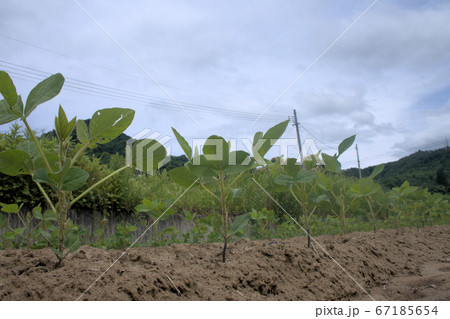 枝豆畑 67185654