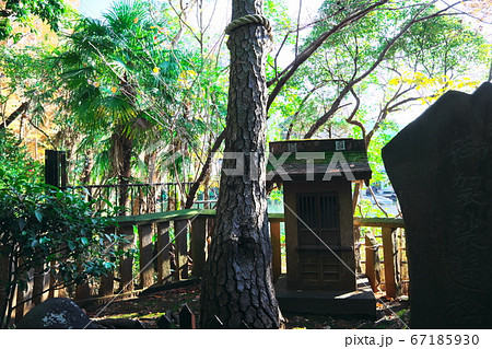 御松庵妙福寺　三代目袈裟掛けの松 67185930