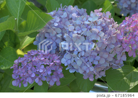 紫青ピンク色のグラデーションが美しい大輪の紫陽花たち 67185964