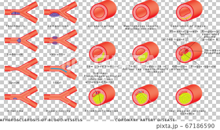 Blood vessels - arteries 67186590