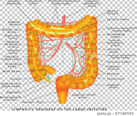 Colon - lymphatic drainage Colon - lymphatic drainage 67186593