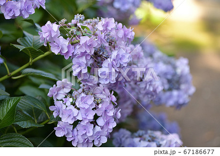 若い娘さんのような垢抜けた薄紫色の紫陽花とともに 67186677