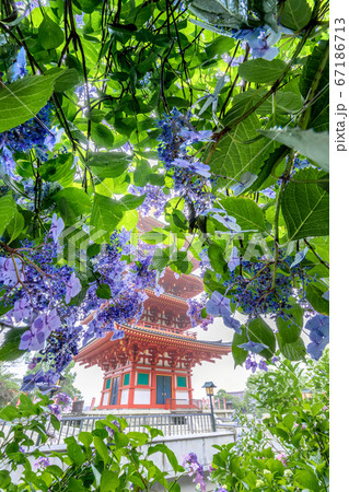 高幡不動尊の五重塔と紫陽花 高幡不動尊の五重塔と紫陽花 67186713