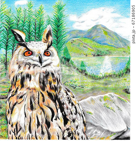ミミズク絵画イラスト
