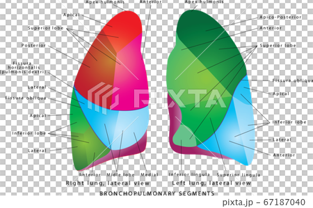 The Segments of lung 67187040