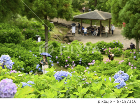 久安寺の紫陽花 久安寺の紫陽花 67187316