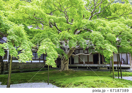 新緑の緑が美しい雷山千如寺大悲王院（福岡県糸島市） 67187389
