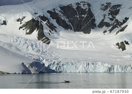 南極のザトウクジラ 南極のザトウクジラ 67187930