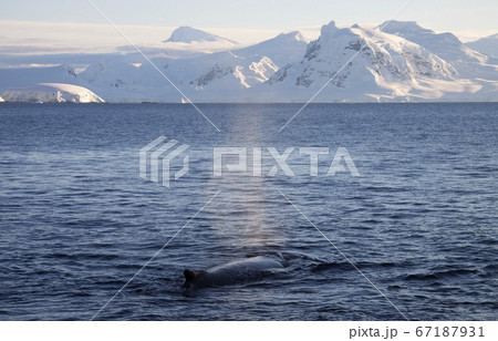 南極のザトウクジラ 67187931