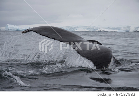 南極のザトウクジラ 南極のザトウクジラ 67187932
