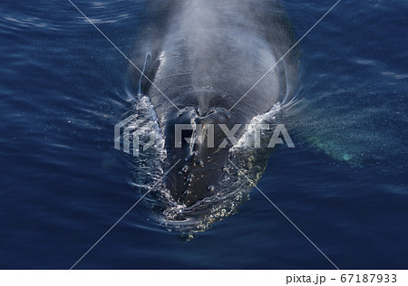 南極のザトウクジラ 南極のザトウクジラ 67187933