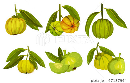 Garcinia Cambogia Fruit Looking Like Small Green Pumpkin Vector Set 67187944