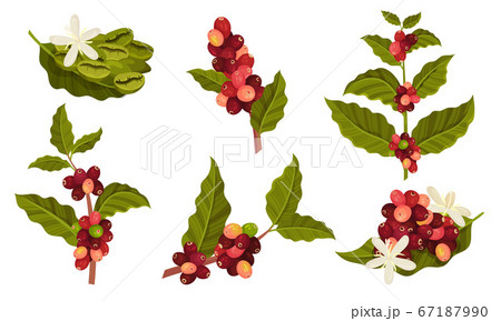 Branches of Coffea Plant with Ripe Edible Fruits Vector Set 67187990