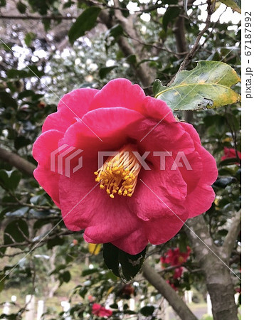 * ツバキ * 椿 * つばき * THUBAKI * * ツバキ * 椿 * つばき * THUBAKI * 67187992