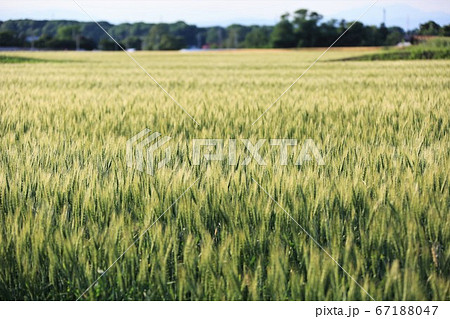 麦の穂 67188047