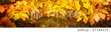 Autumnal leaves branches, golden autumn. Autumnal leaves branches, golden autumn. 67188319