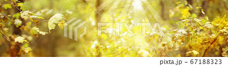 Autumn in forest.   67188323