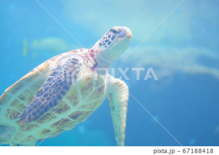 美ら海水族館のウミガメの写真素材 美ら海水族館のウミガメの写真素材
